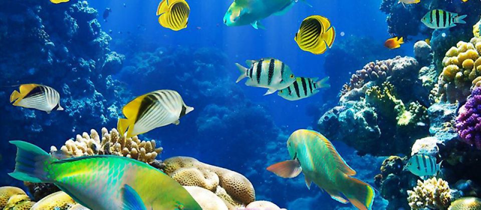 ارتباط کلامی بین ماهی‌ها برای اولین بار تایید شد