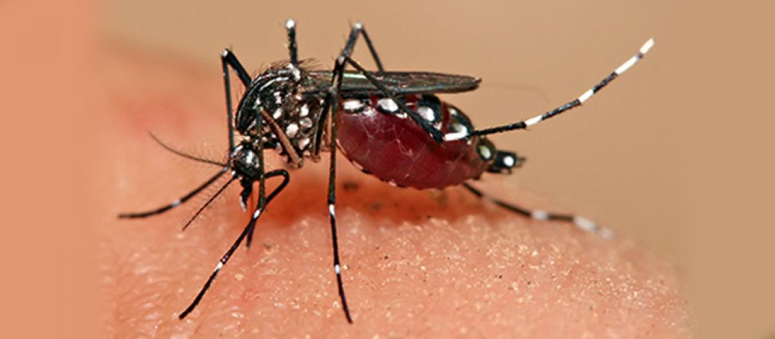 ورود یک «پشه» دردسرساز به کشور